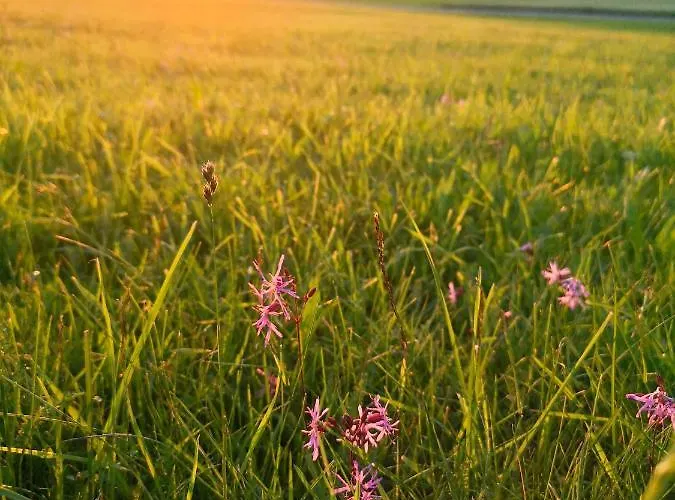 Apartment Böhmerwald Pur2 Mit Sauna *